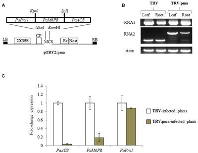 Enhanced Host-Parasite Resistance Based on Down-Regulation of Phelipanche aegyptiaca Target Genes Is Likely by Mobile Small RNA